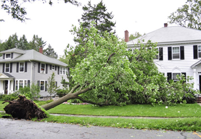 West Vancouver Emergency Tree Services