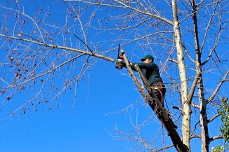 Dangerous tree removal in Surrey BC