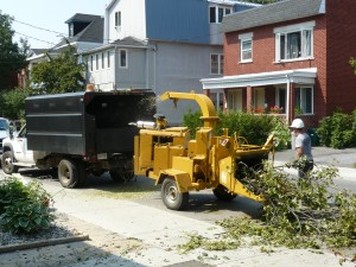 tree chipping and brush chipping 