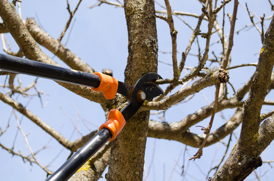 Surrey tree trimming and pruning