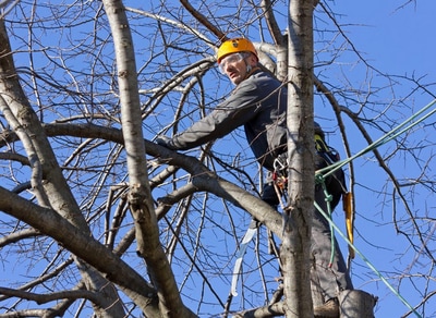 West Vancouver Tree Trimming and Pruning
