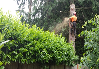 West Vancouver Tree Removal 