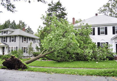 west Vancouver emergency tree services, North Shore emergency tree service
