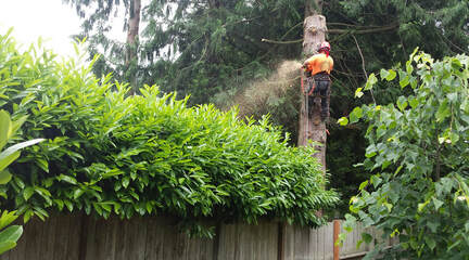 Tree removal West Vancouver and North Shore
