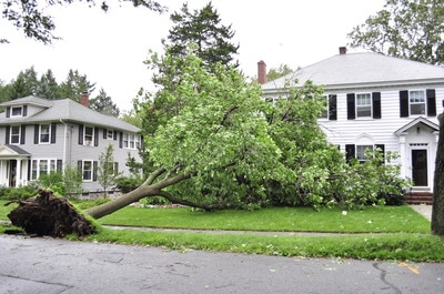 Emergency tree services West Vancouver and Emergency Tree Services North Vancouver 