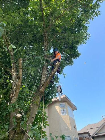 West Vancouver Tree Services Vancouver BC